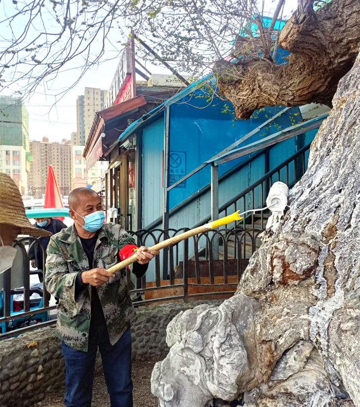 1656989064548311.jpg 6 圖為:副食市場管理員養(yǎng)護(hù)古榆_副本.jpg